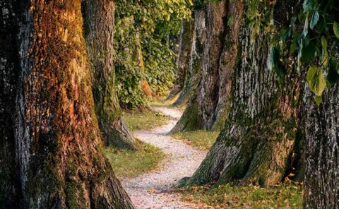 Intuition er en ressource